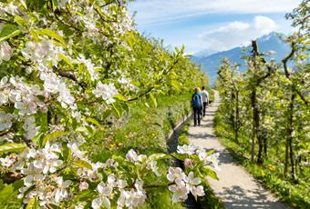 Der Marlinger Waalweg