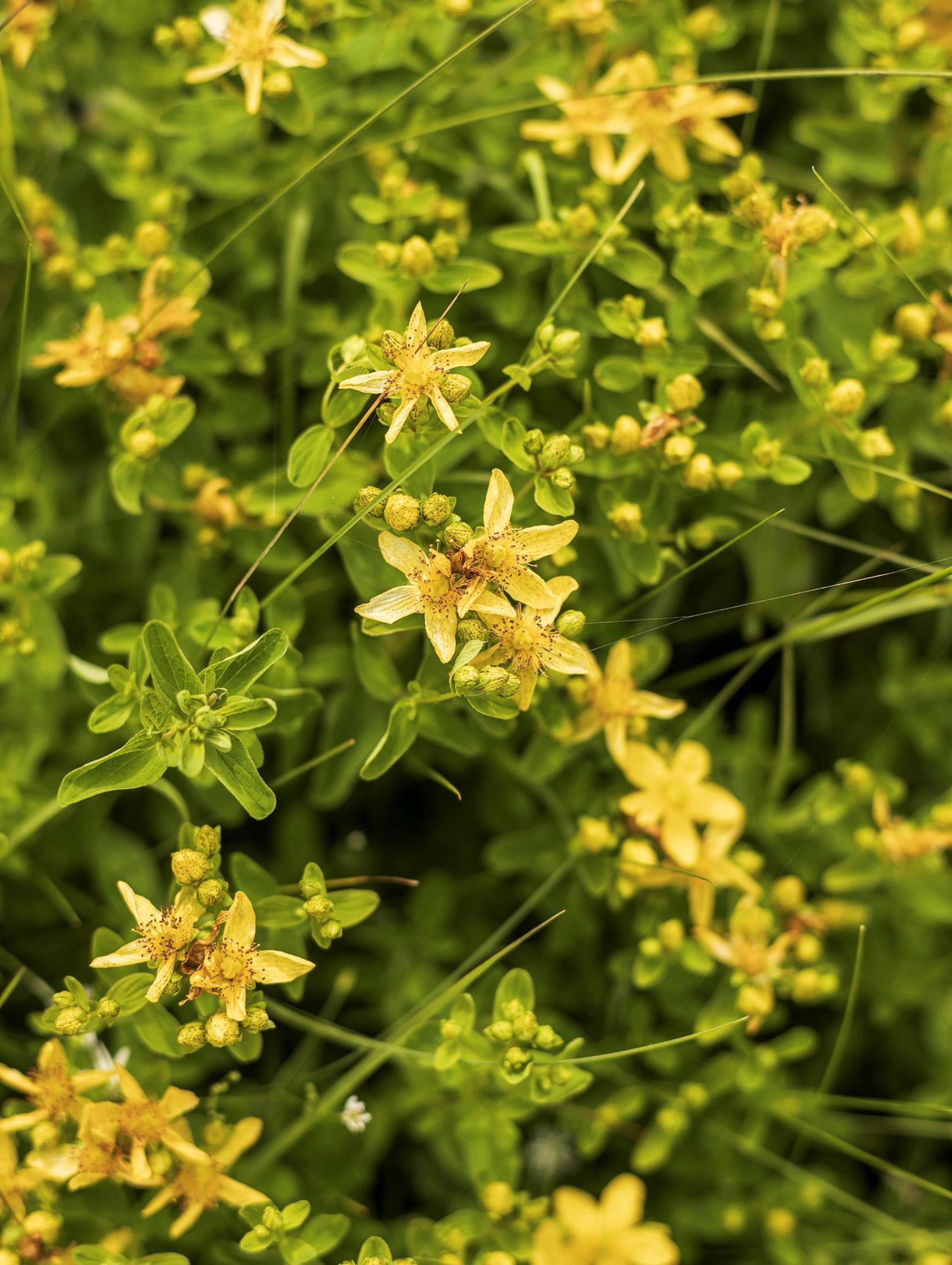 lq-greatthinglanavigljochforaging-63a7402
