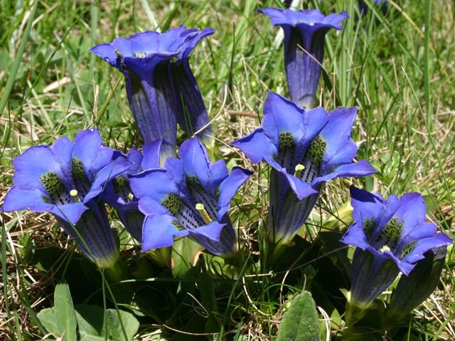 blumen-flora-naturpark-enzian-135