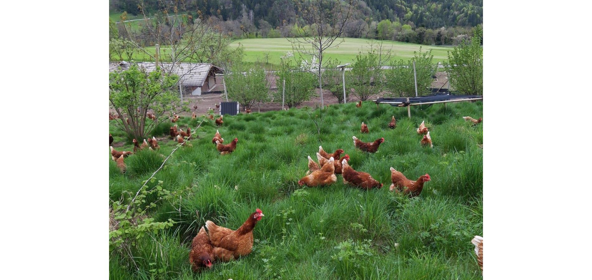 Kirchsteighof, Jenesien