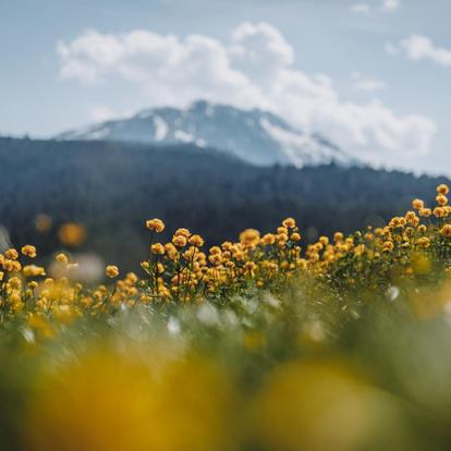 Achtsam am Berg und im Tal – unterwegs in Lana und Umgebung