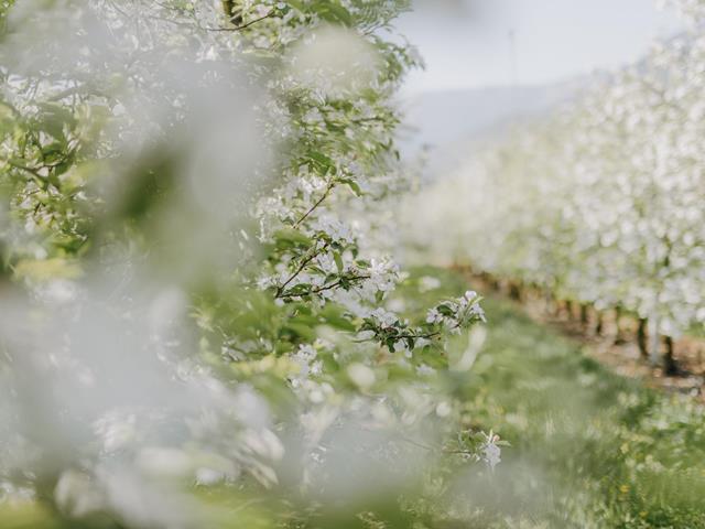 lanaregion-it-maike-wittreck-lana-blueht-21