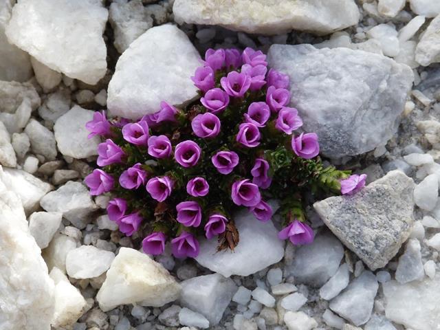 berge-lodner-natur-naturpark-blumen-flora-ritsch-sighart-2013