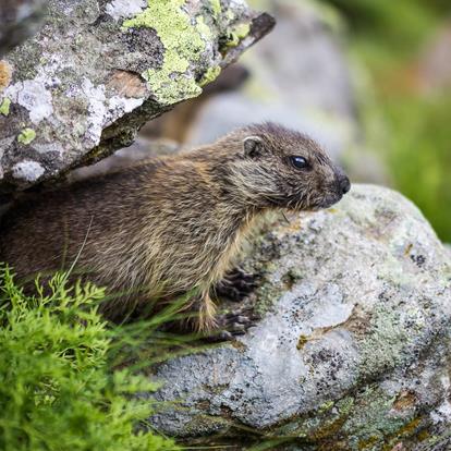 Comportamento da tenere nel Parco Nazionale dello Stelvio