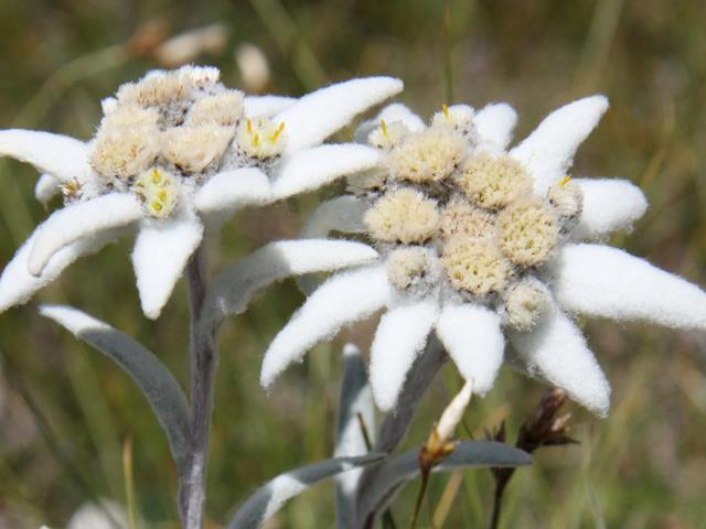 blumen-flora-naturpark-181