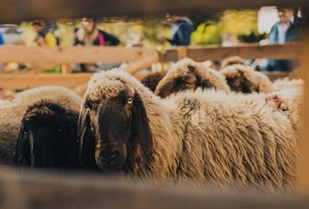 Psairer Schoftoge & Wollstraße