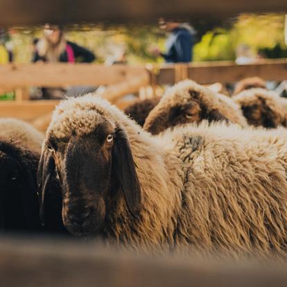 Psairer Schoftoge & Wollstraße