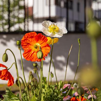Frühling in Naturns
