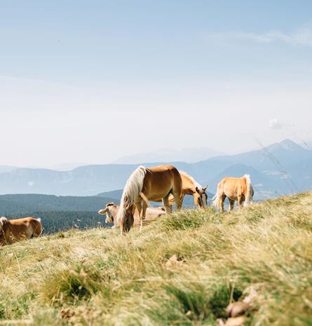 -tv-hafling-voeran-meran2000-benjamin-pfitscher-meran-2000-huetten-23