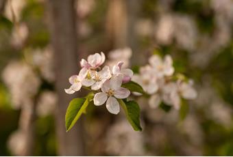Frühling in Naturns & Plaus