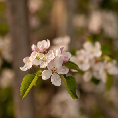 Frühling in Naturns
