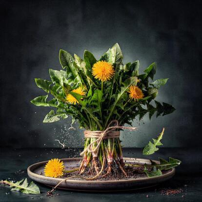 Dandelion weeks 2026 from 11 April to 3 May