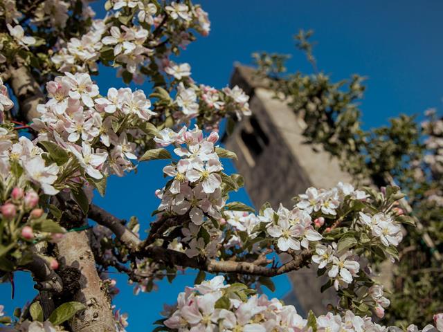 fruehling-bluete-st-prokulus-kirche-tg-naturns-fotostudio-2000-1