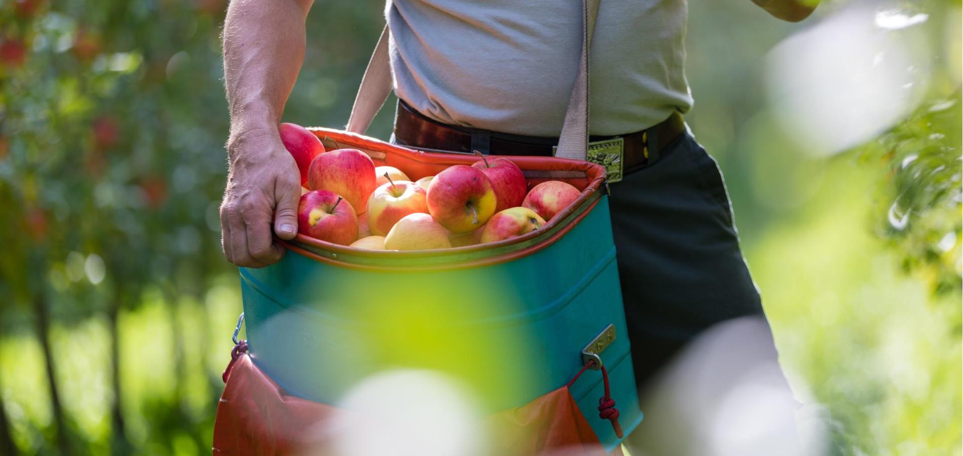 Nischlhof - Der Apfel, neu interpretiert