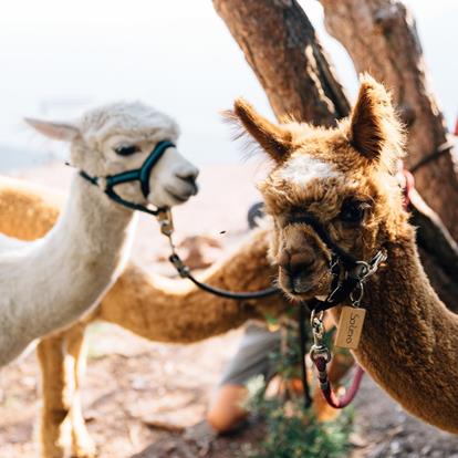 Lama- und Alpakawanderungen