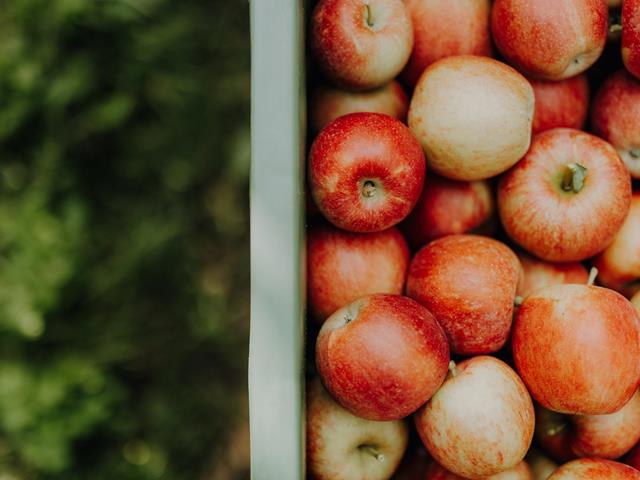 lanaregion-it-maike-wittreck-apfelernte-vettererhof-29