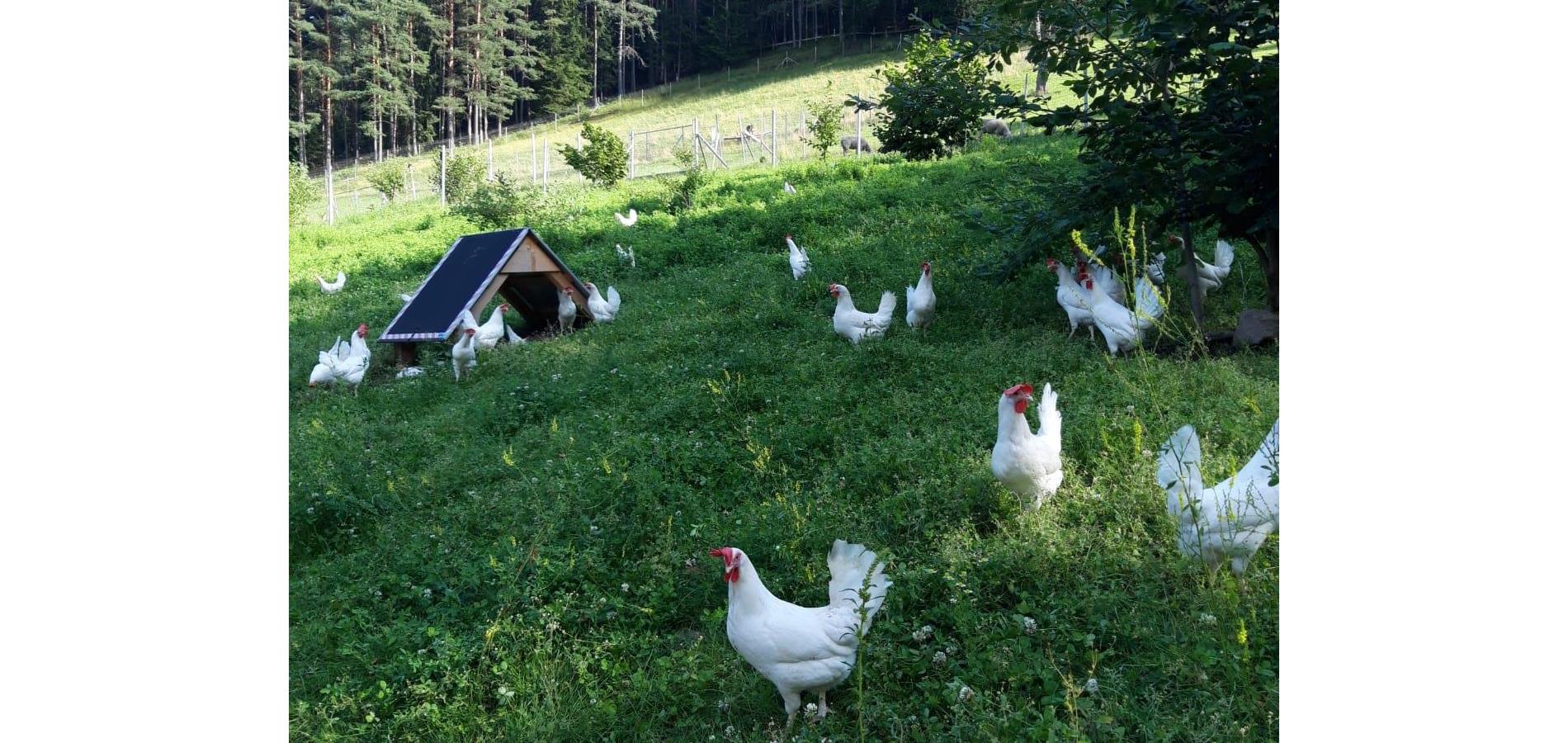 Kirchsteighof, Jenesien