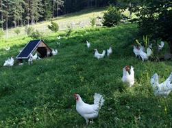 Kirchsteighof, Jenesien