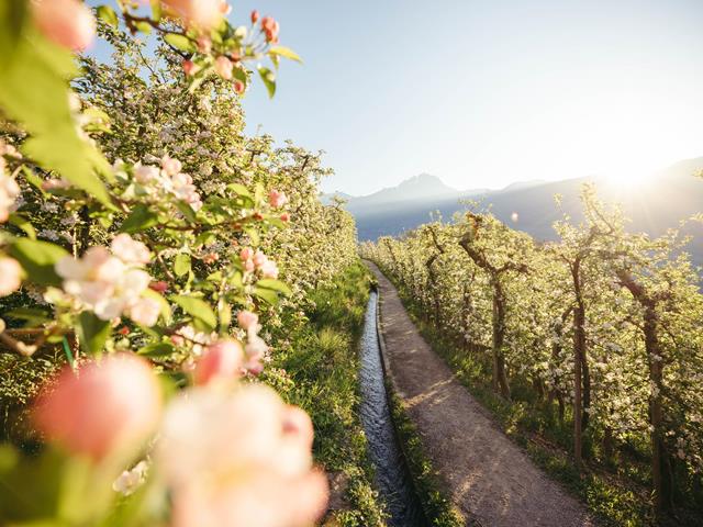 Der Marlinger Waalweg