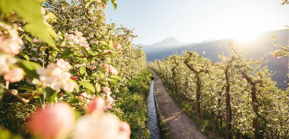 The Waalweg Trail of Marling