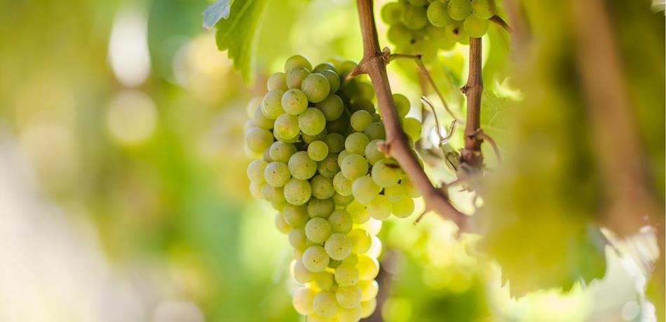 Riesling Alto Adige - varietà di vino bianco in primo piano - Giornate del Riesling a Naturno