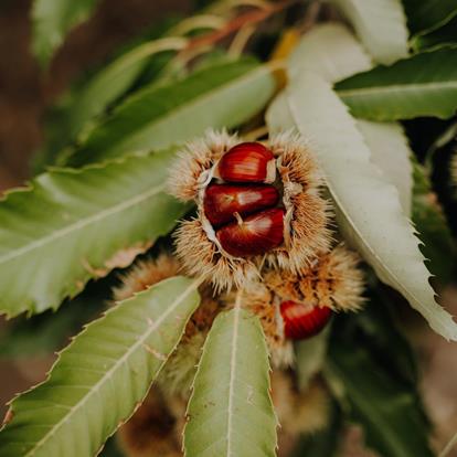 Kastanientage Keschtnriggl