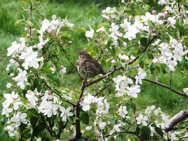 apfelbluete-fruehling-vogel-kt-1