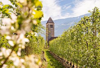 Die St. Prokulus Kirche