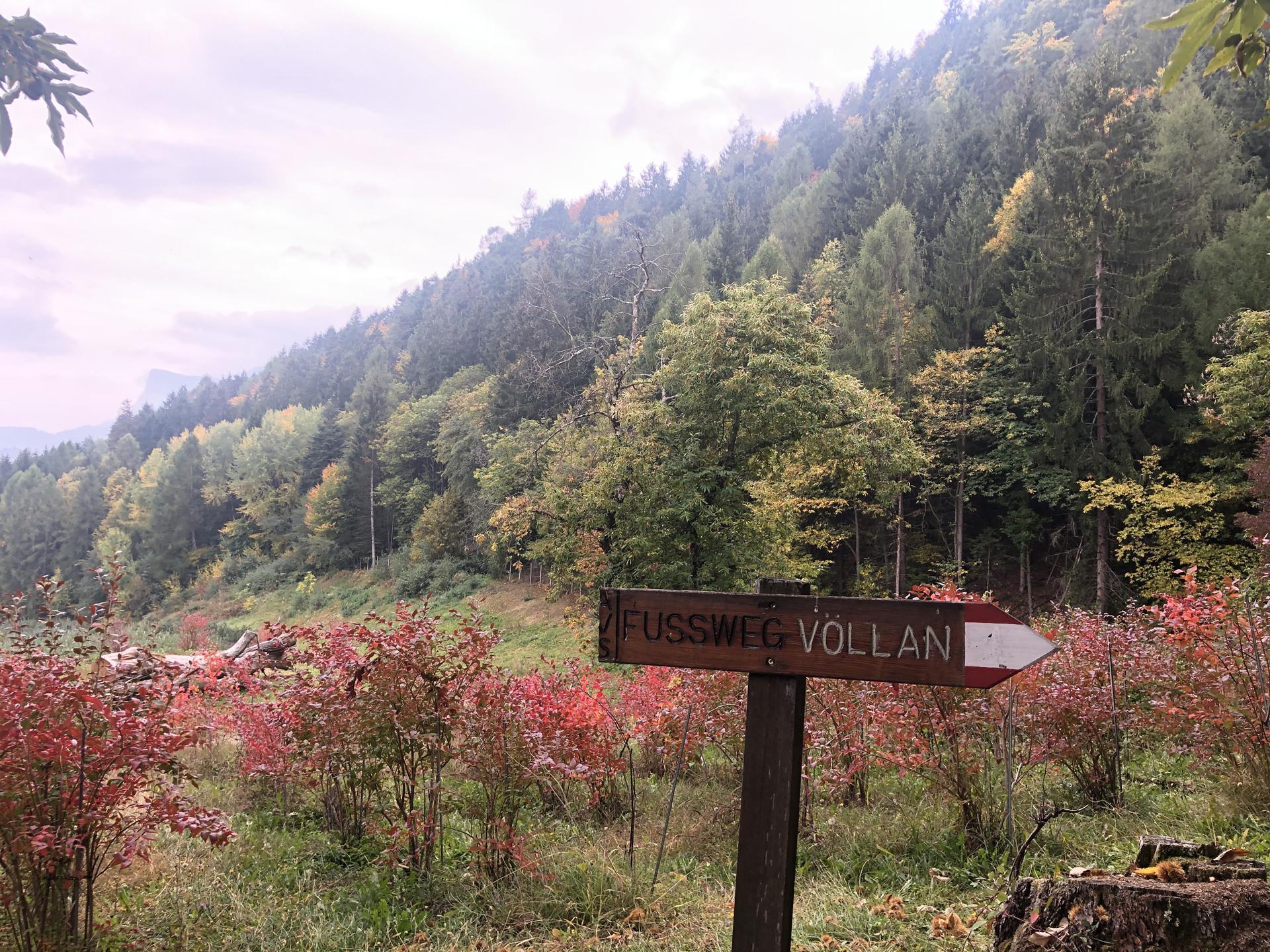 fringeintravel-wald-beschilderung-voellan