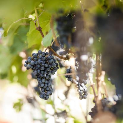 Wijngebieden en druivensoorten