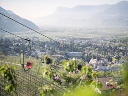 Greifvögel in wilder Natur