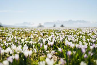 Bergfrühling in Hafling