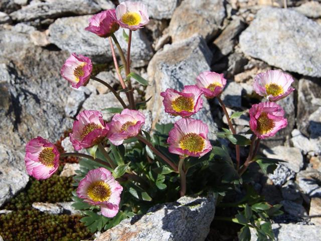 blumen-flora-naturpark-1