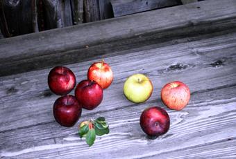 Apple tiramisú with toasted almond