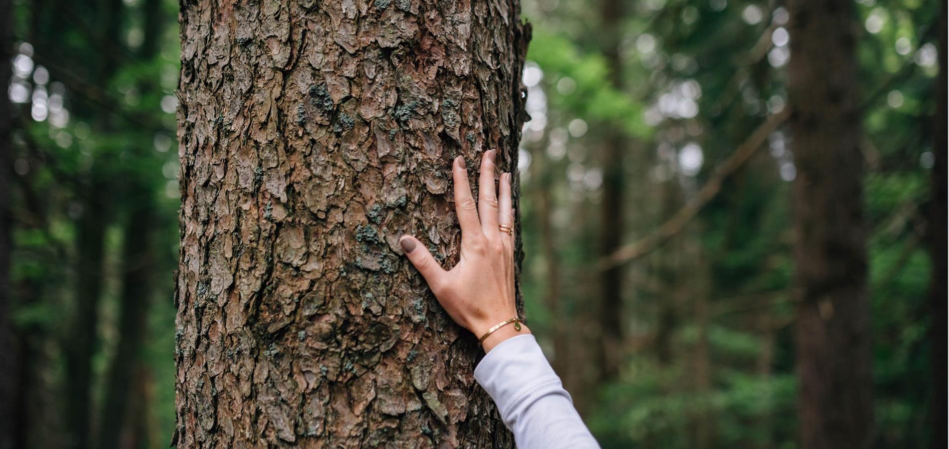 Il bosco sta cambiando