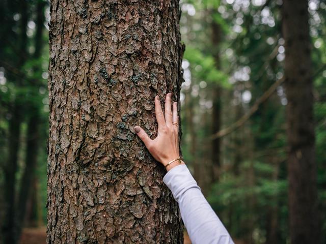 tv-hafling-voeran-meran2000-benjamin-pfitscher-energiequelle-wald-2024-12