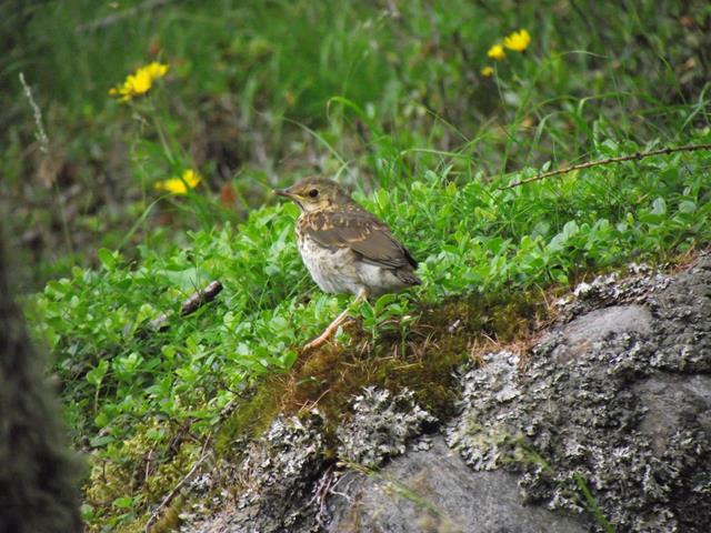 vogel-voegel-naturpark-kt