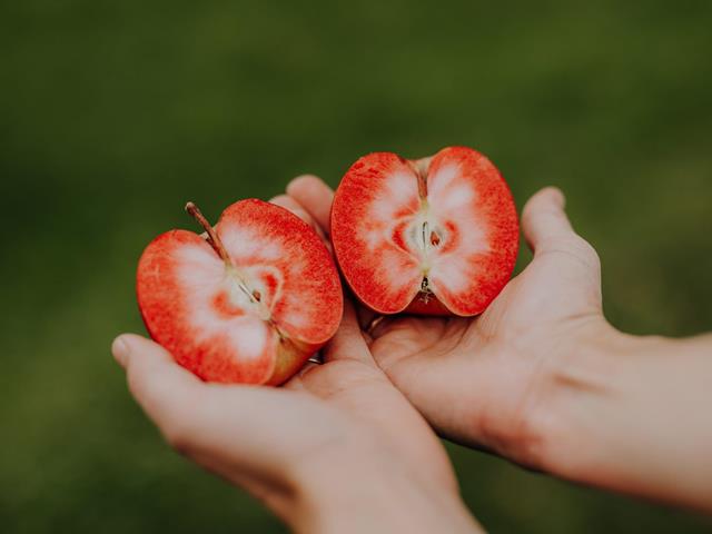 lanaregion-it-maike-wittreck-apfelernte-vettererhof-43