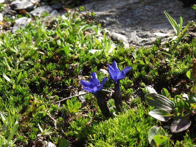 blumen-flora-naturpark-9