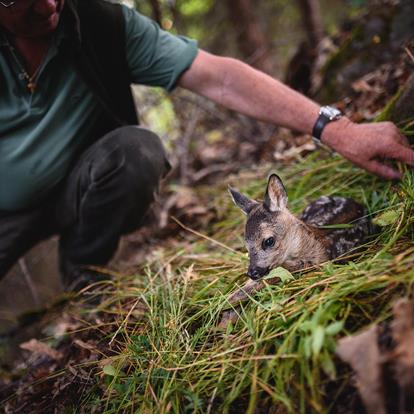 Species conservation in tourism