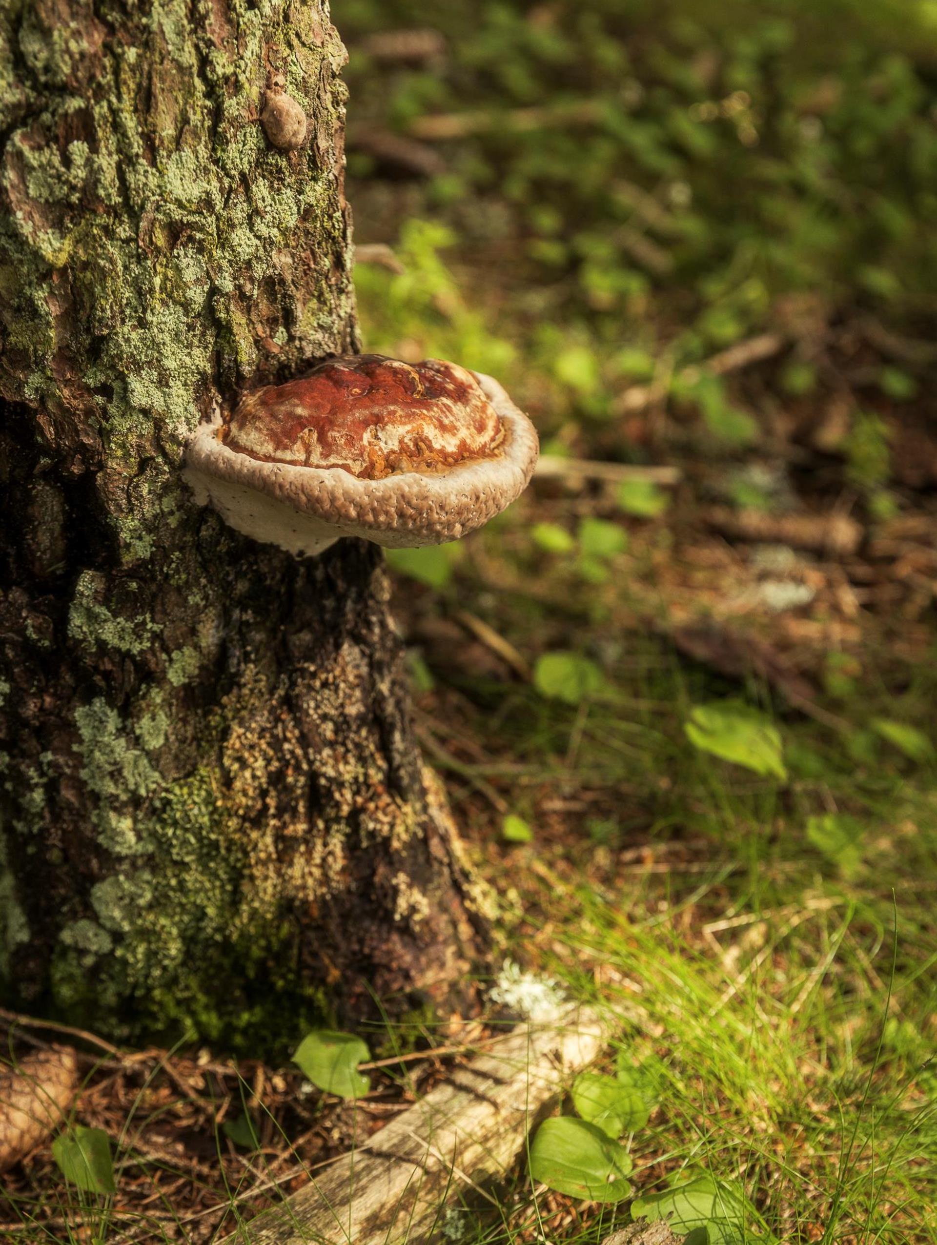 lq-greatthinglanavigljochforaging-63a7227