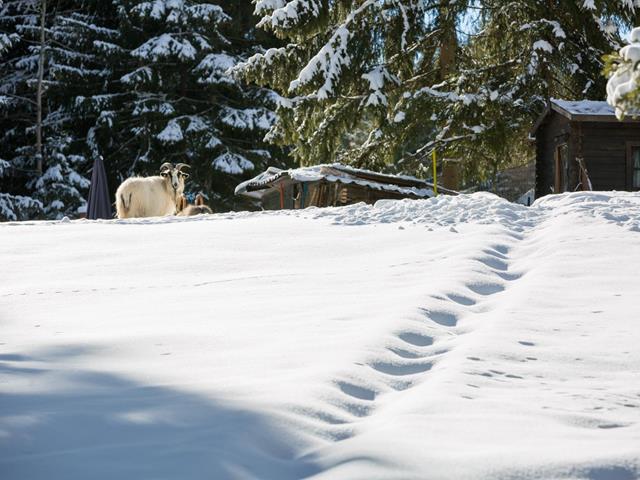 Winter-Impression-Bock-Hafling-Voeran-Meran2000-sm