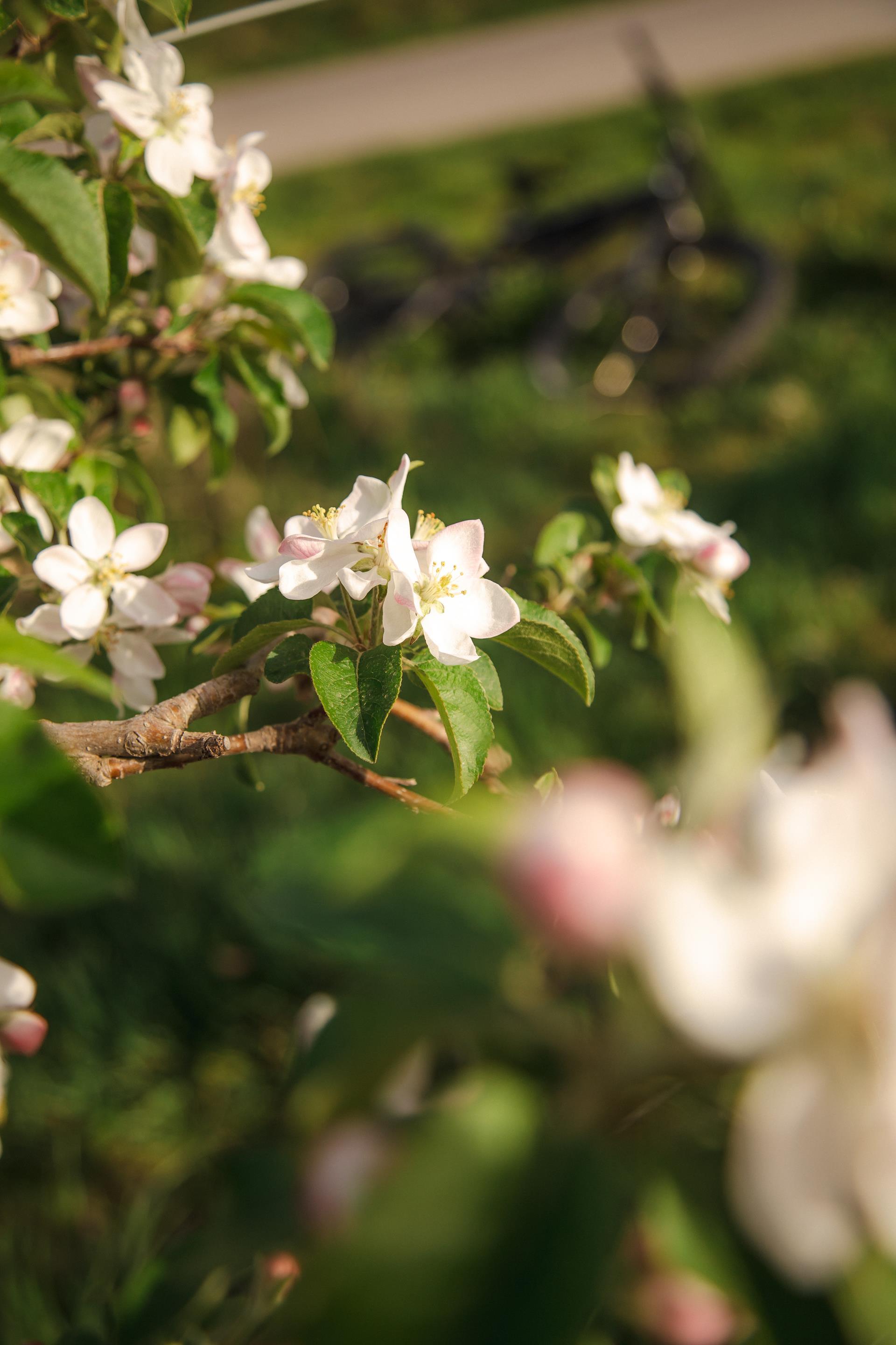 fruehling-bluete-sonne-tg-naturns-fotostudio-2000-8