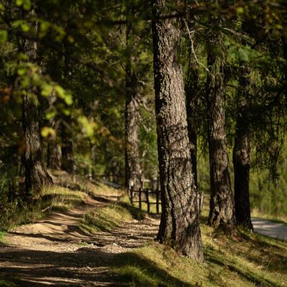 Holidays on Mount Vigiljoch near Merano