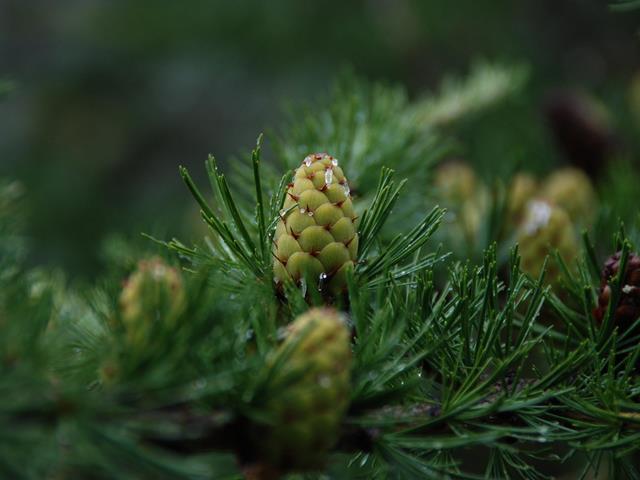 blumen-flora-wald-fichte-moos-zapfen-naturpark-51