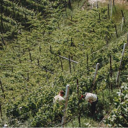 Degustazioni e altro nella regione di Lana in Alto Adige