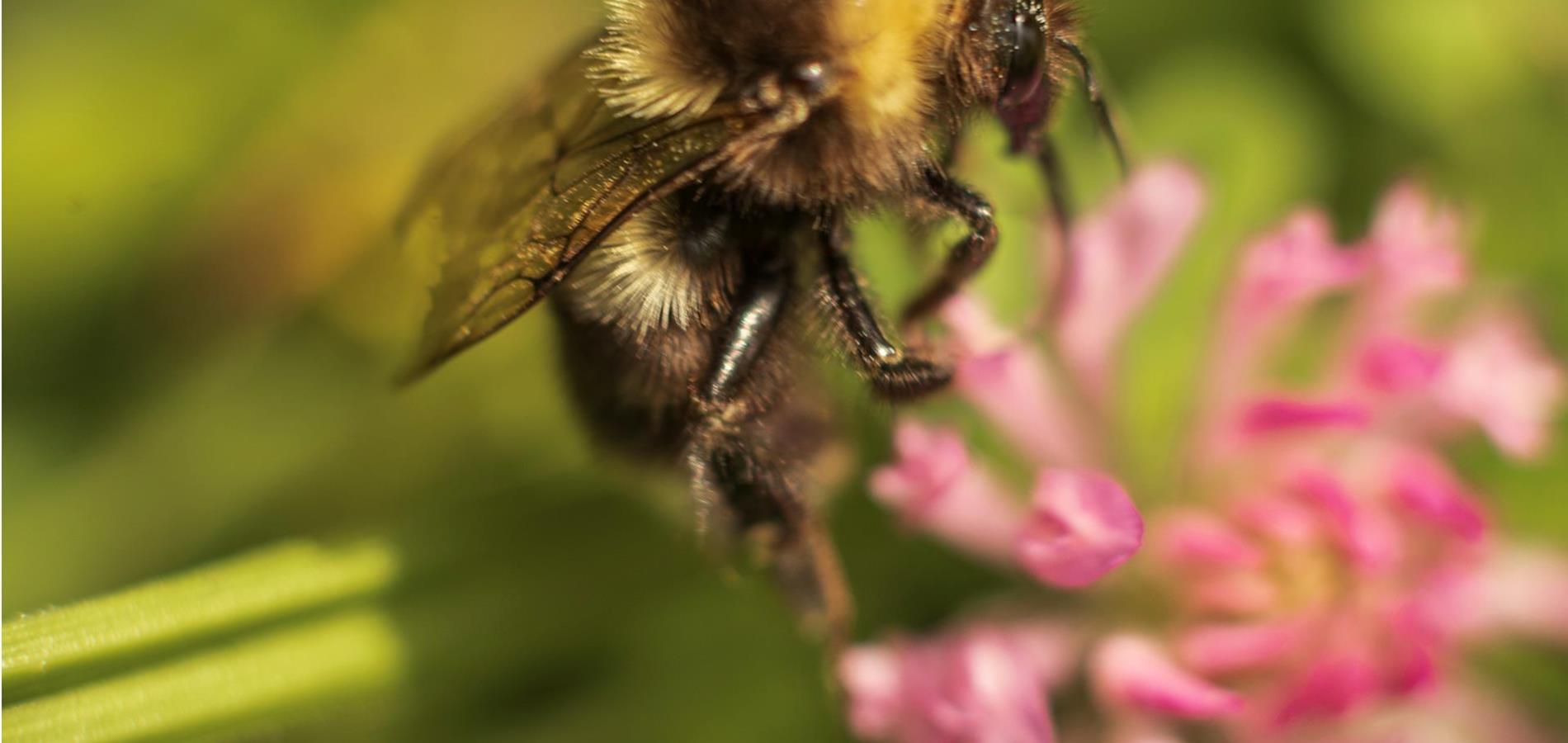 Una  lettera d’amore alla natura