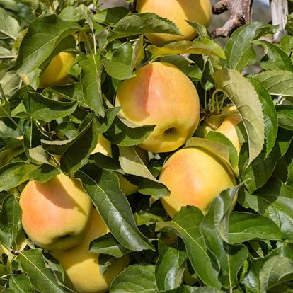 Zwischen Bergen und Sonne: Apfelanbau im Vinschgau