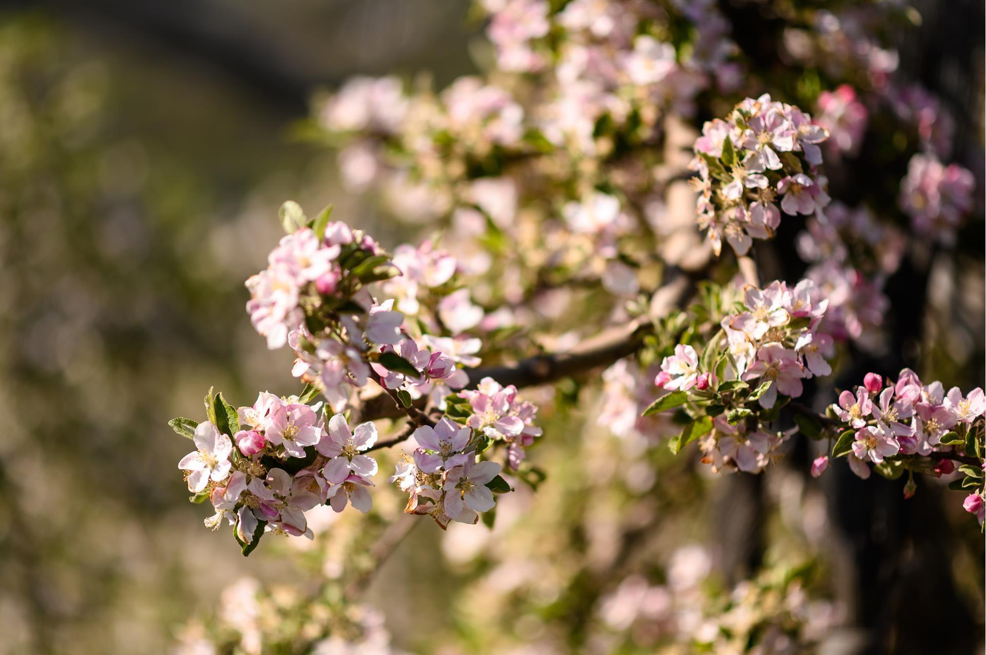 lanaregion-it-patrick-schwienbacher-fruehling-38