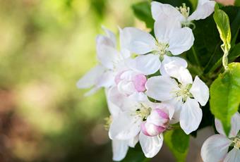 Primavera a Naturno